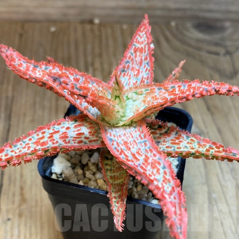 SH22741 Aloe TCT hybrid