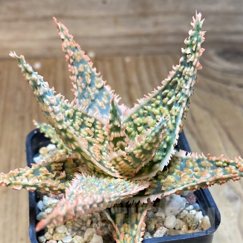 SH22742 Aloe TCT hybrid