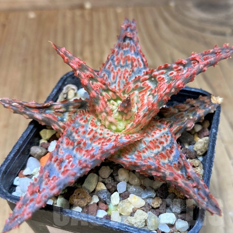 SH22743 Aloe TCT hybrid