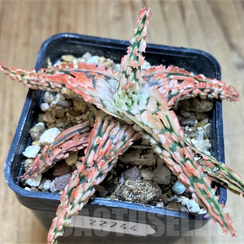SH22744 Aloe TCT hybrid