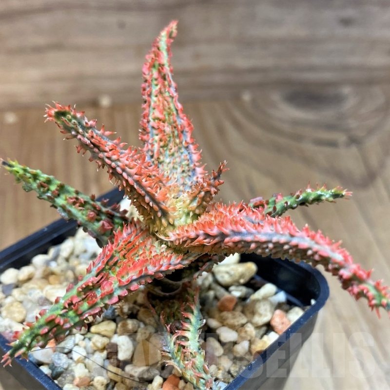 SH22745 Aloe TCT hybrid