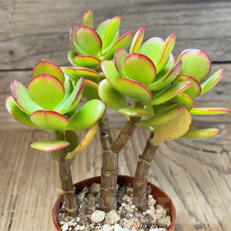 SH22695 Crassula ovata 'Minima'