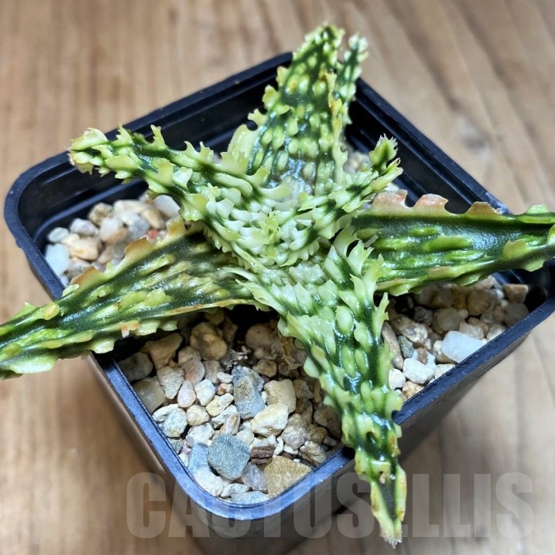 SH22746 Aloe TCT hybrid