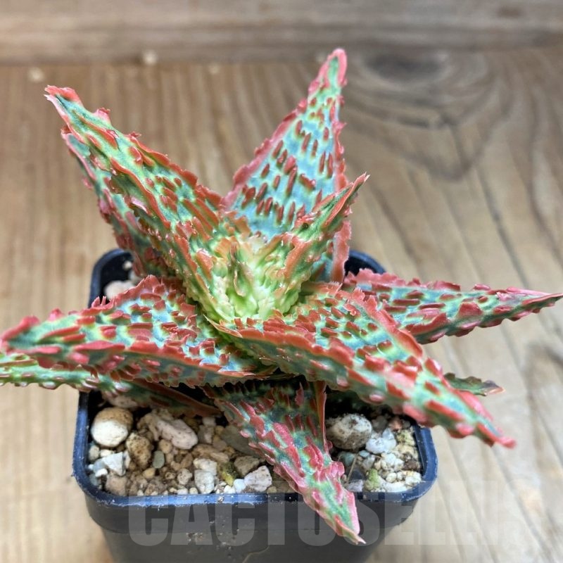 SH22747 Aloe TCT hybrid