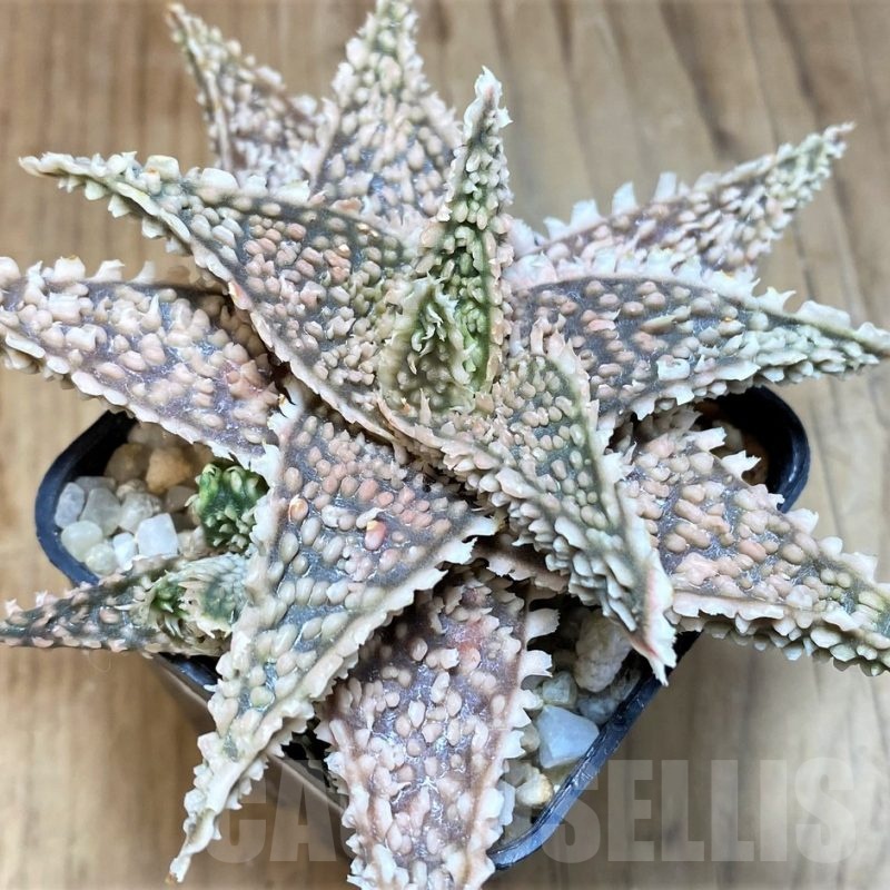 SH22748 Aloe TCT hybrid