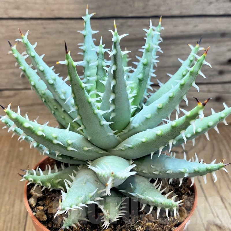 SH22749 Aloe melanacantha v. erinacea