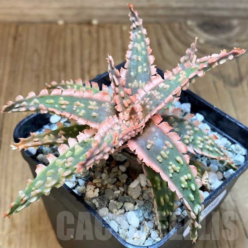 SH22750 Aloe TCT hybrid