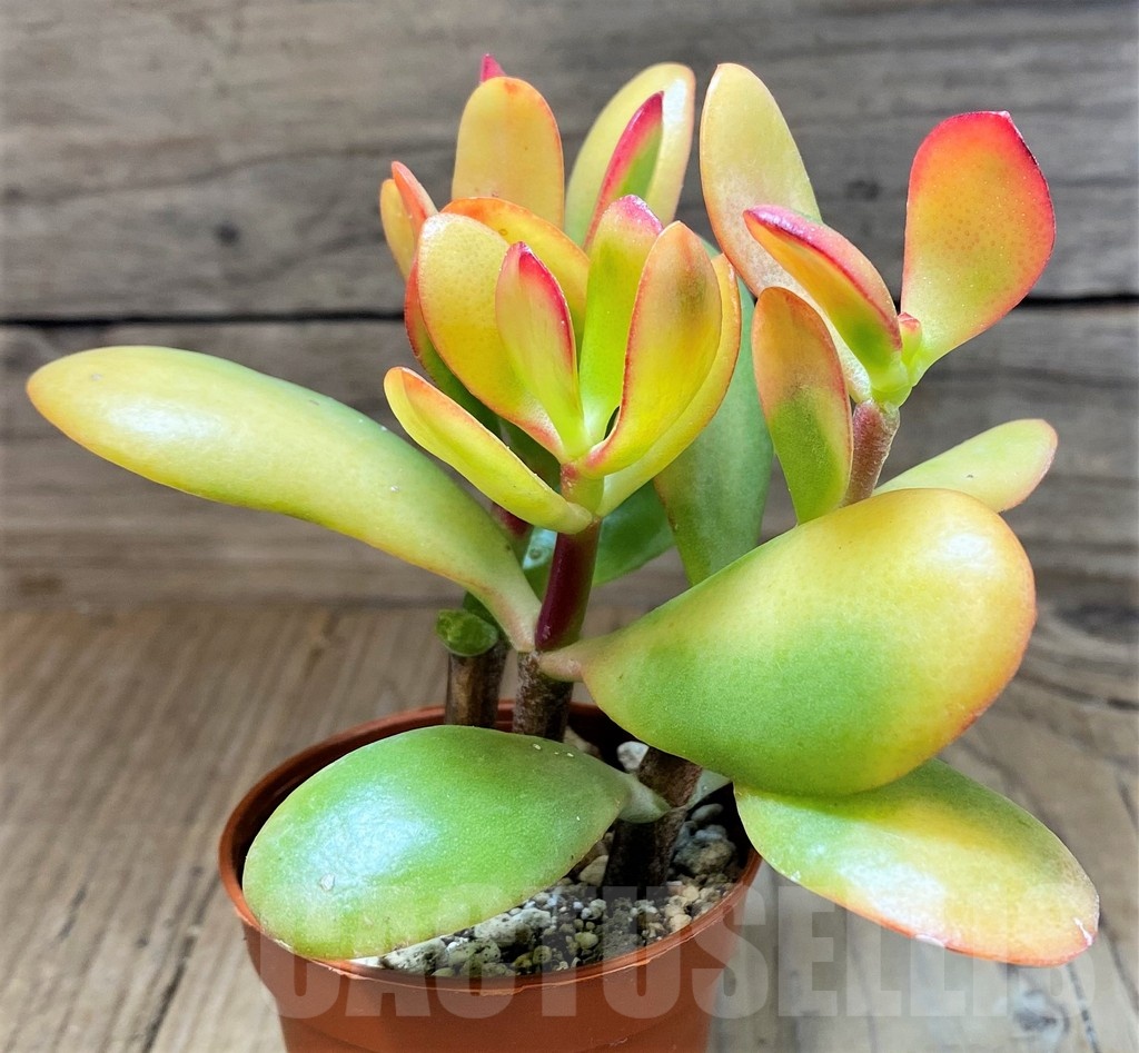 SH22696 Crassula ovata 'Hummel's Sunset' - Зображення 2