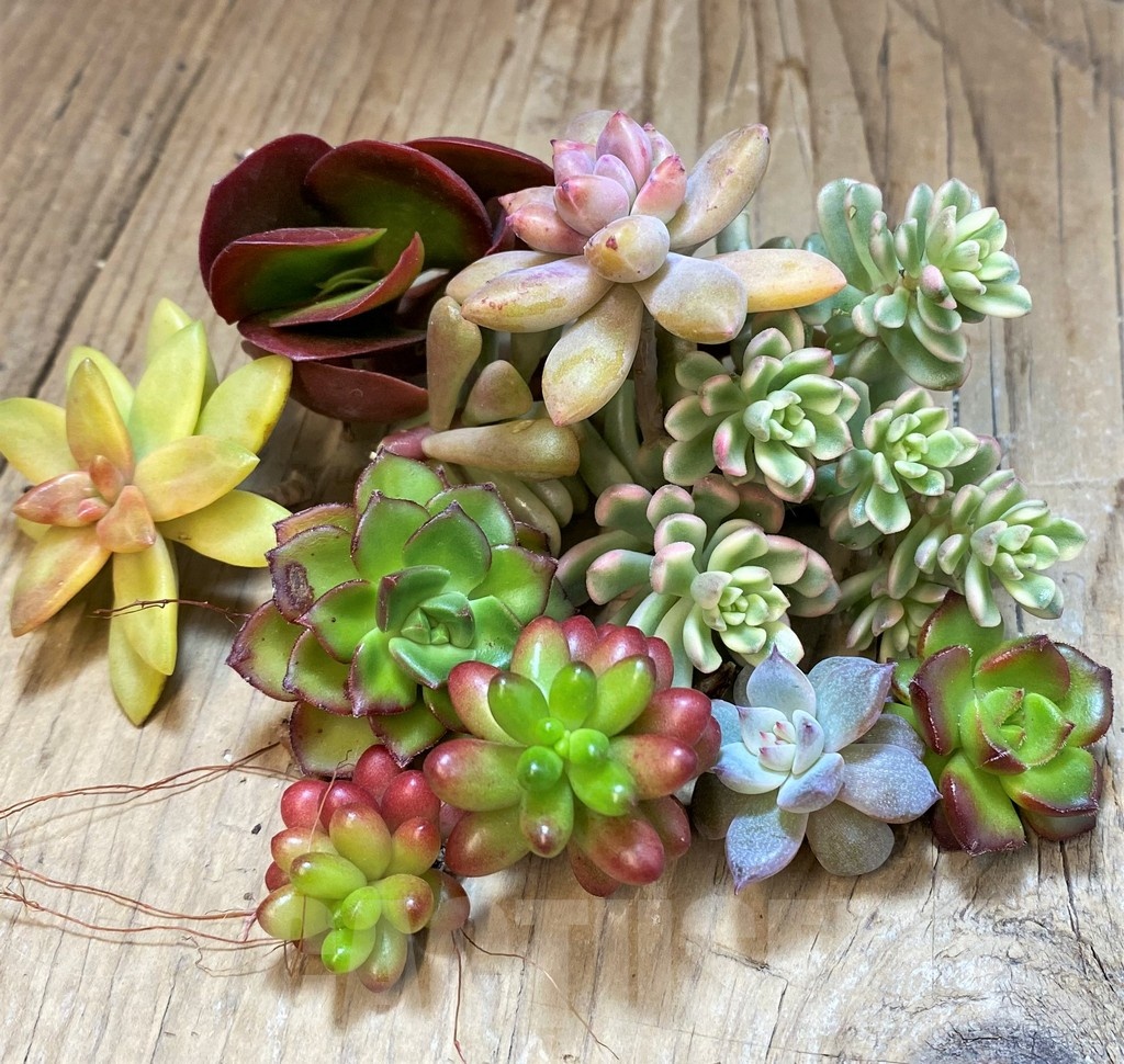 SH22757 Succulents mix, cuted - Image 2