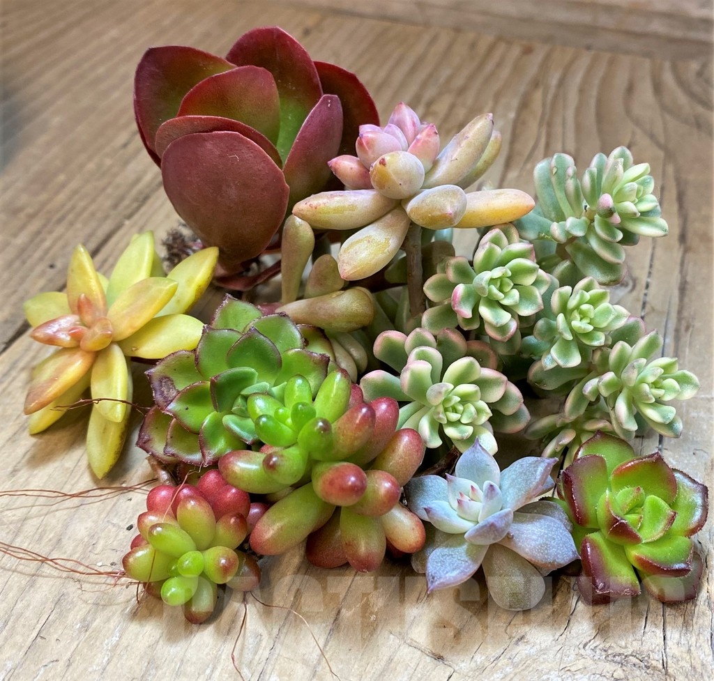 SH22757 Succulents mix, cuted