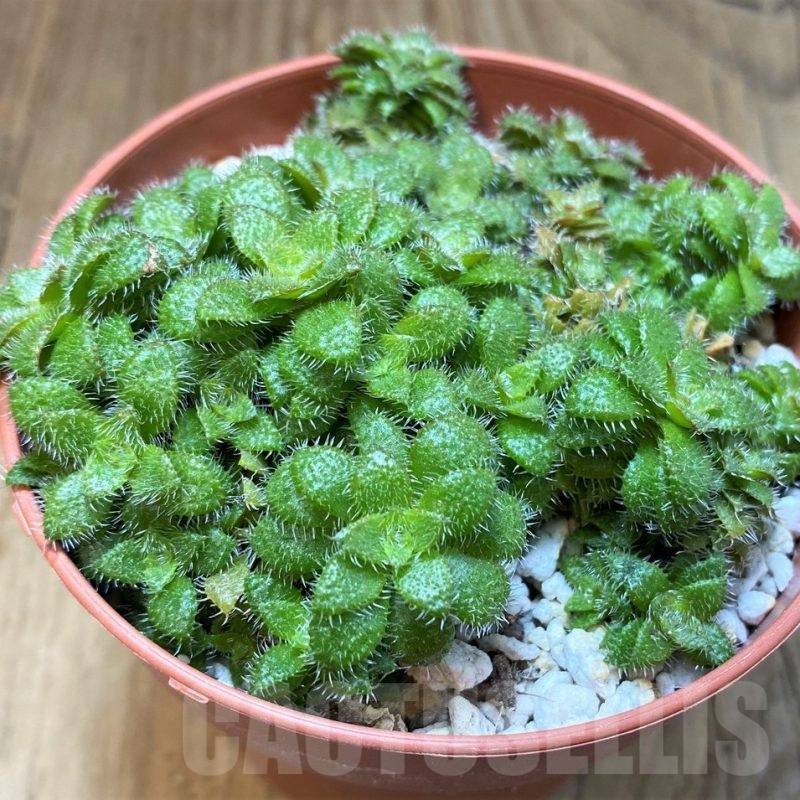 SH22699 Crassula setulosa