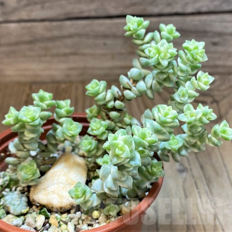 SH22700 Crassula marnieriana ‘Tom Thumb’ f. variegata