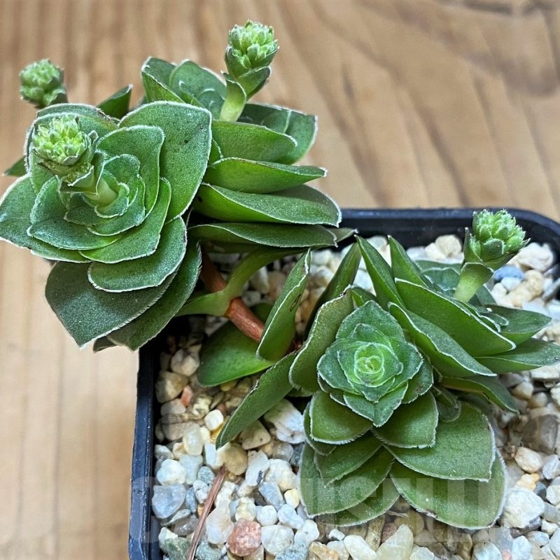 SH22702 Crassula hemisphaerica