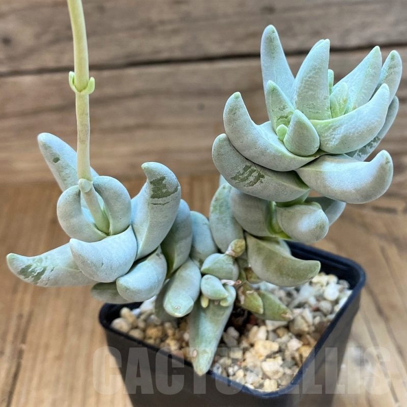 SH22703 Crassula cornuta