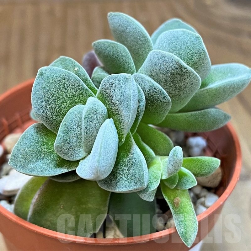 SH22704 Crassula 'Coralita'