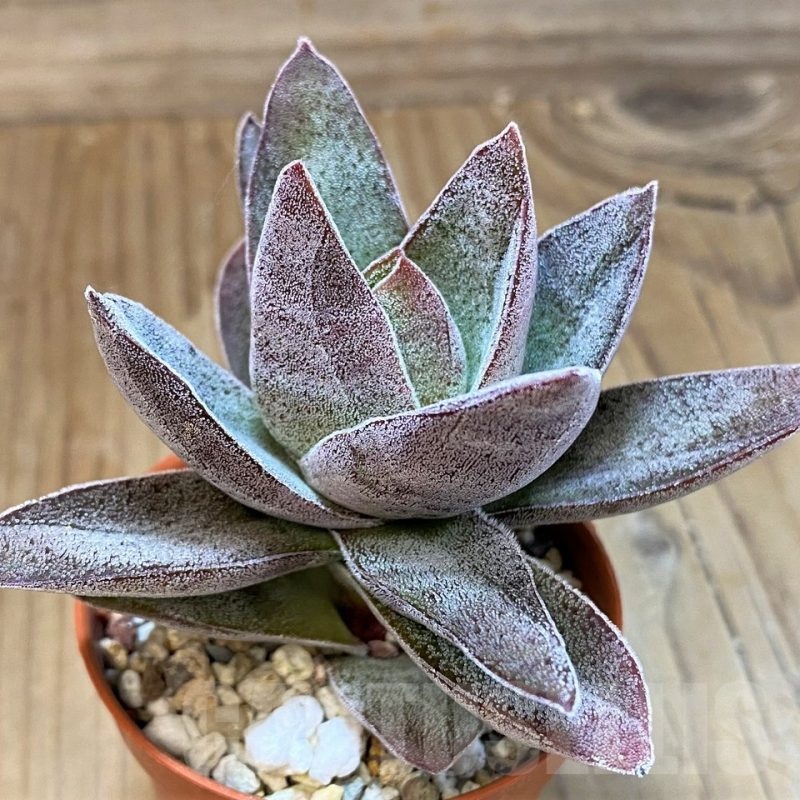 SHND22705 Crassula ‘Garnet Lotus’