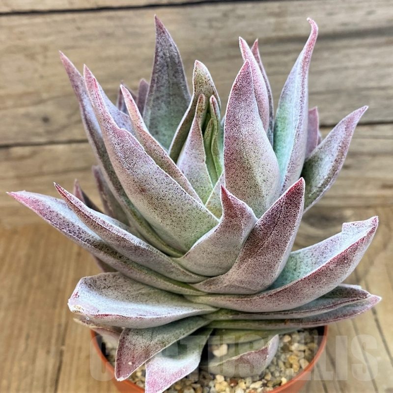 SH22706 Crassula ‘Garnet Lotus’