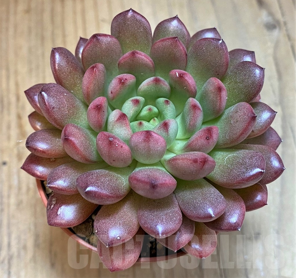 SH22707 Sedeveria ‘Pink Ruby’