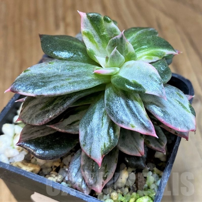 SH22710 Echeveria 'Black Pink Variegata'