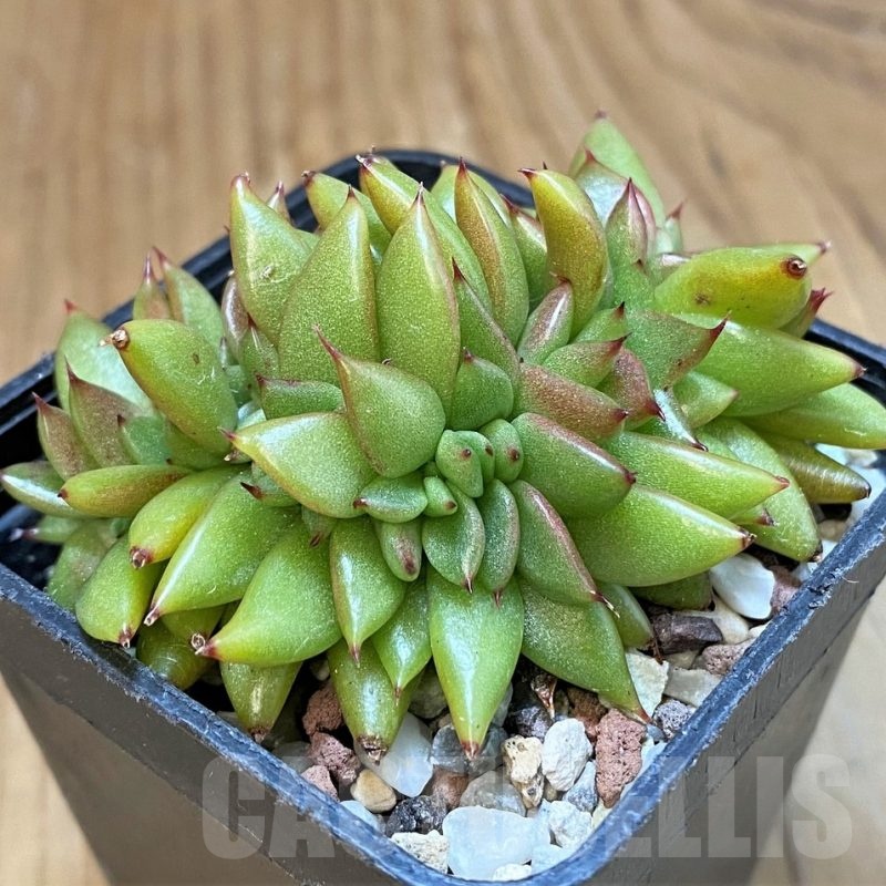 SH22712 Echeveria agavoides f. cristata