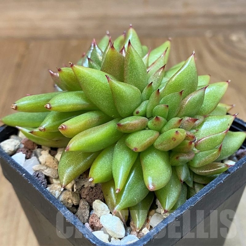 SH22713 Echeveria agavoides f. cristata