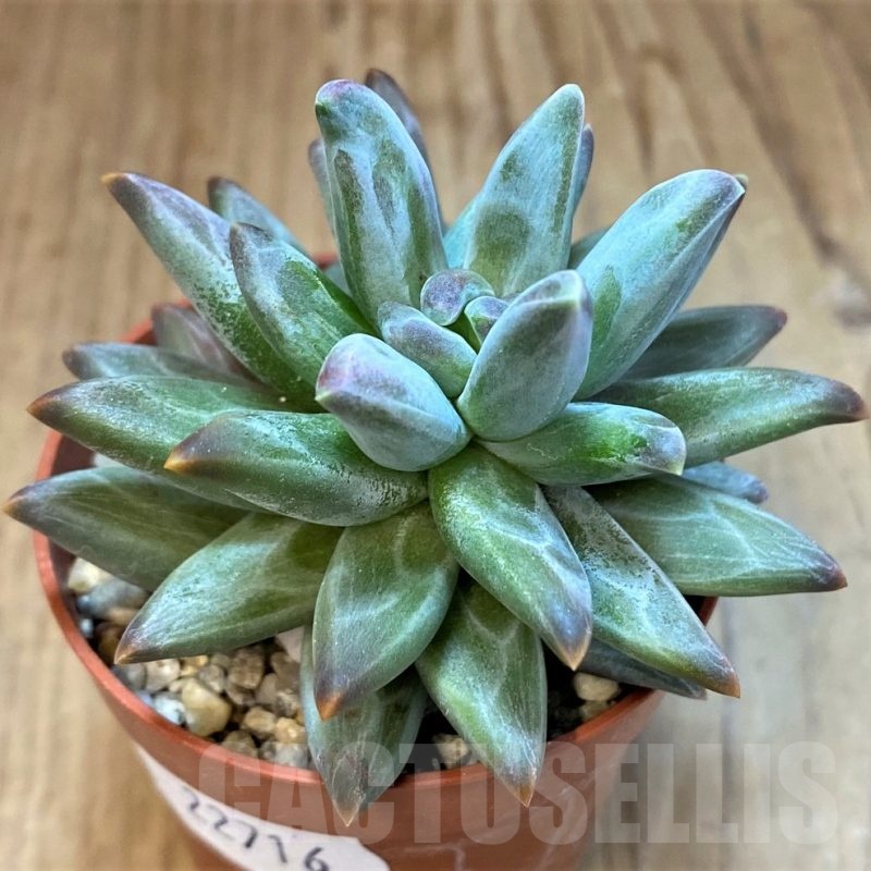 SH22716 Pachyphytum compactum