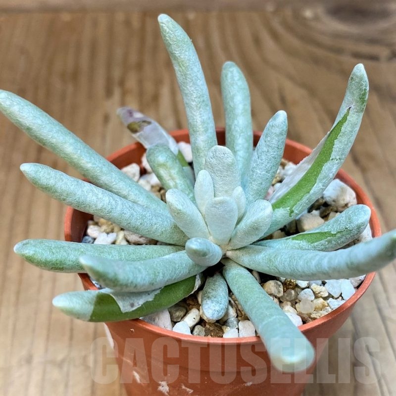 SH22718 Senecio scaposus