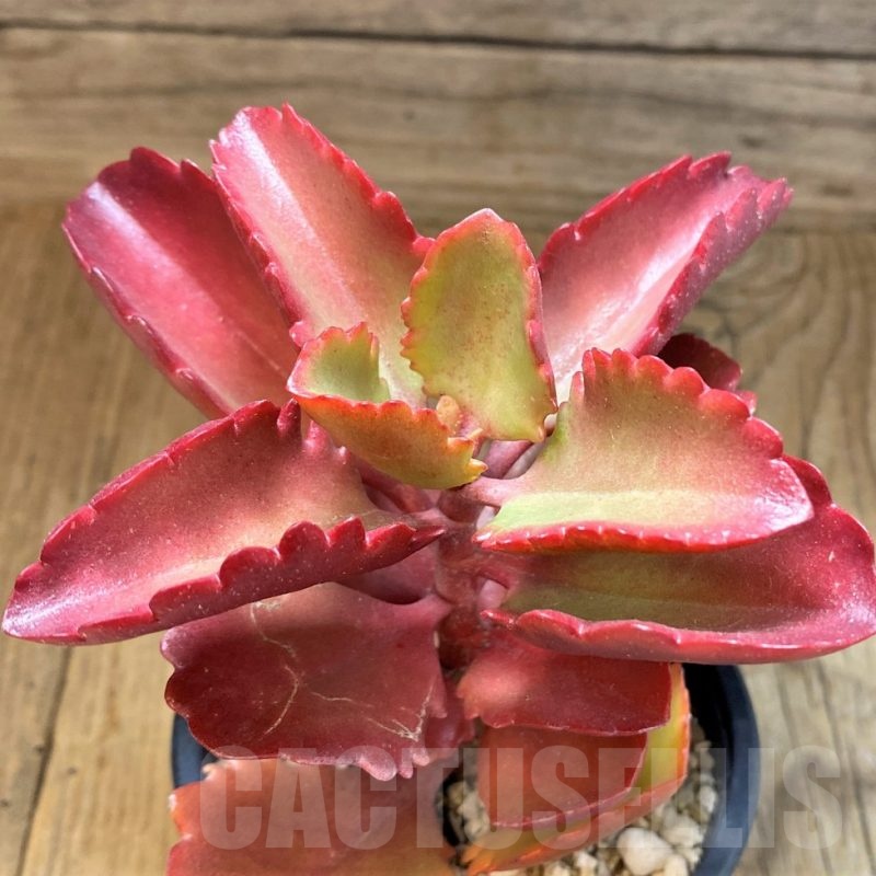 SH22720 Kalanchoe sexangularis