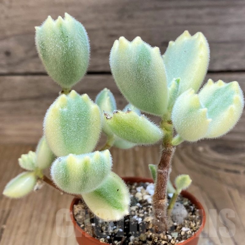 SH22723 Cotyledon tomentosa 'Bear’s Paw'