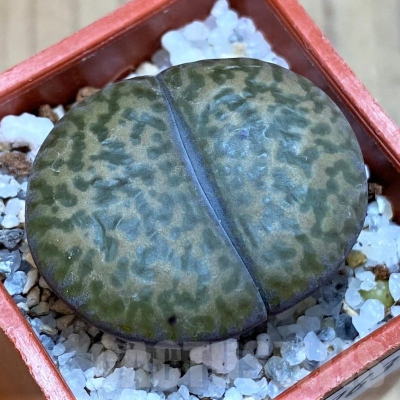 SH22763 Lithops bromfieldii v. glaudinae C393