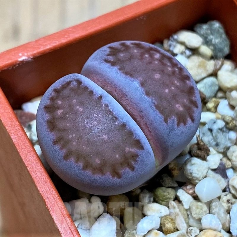 SH22808 Lithops salicola 'Sato's Violet'