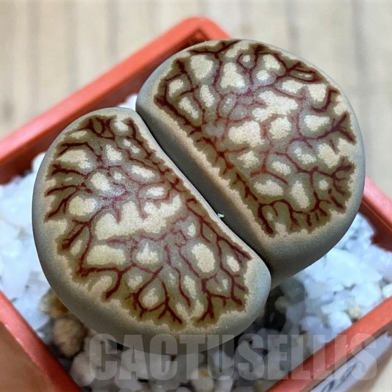 SH22809 Lithops julii ‘Kikushogiyoku’ hybrid
