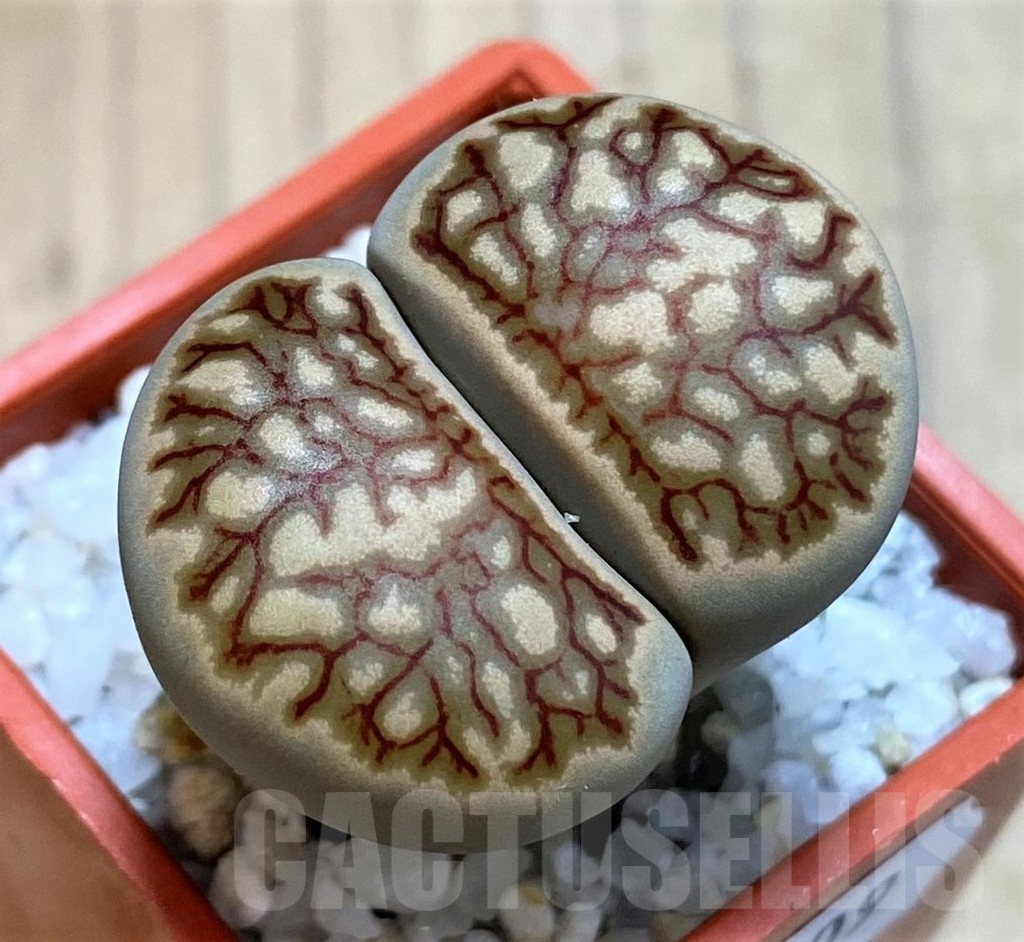 SH22809 Lithops julii ‘Kikushogiyoku’ hybrid