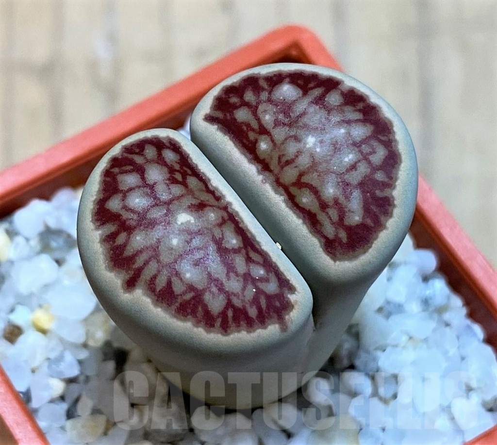 SH22811 Lithops julii ‘Kikushogiyoku’ hybrid