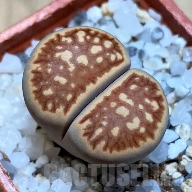 SH22812 Lithops julii ‘Kikushogiyoku’ hybrid