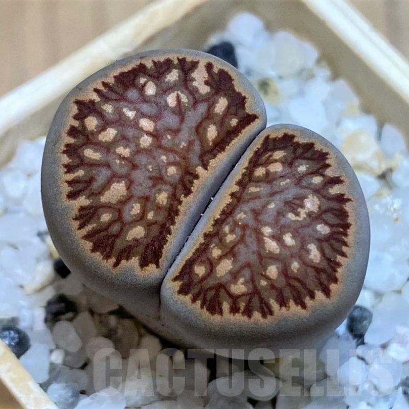 SH22813 Lithops julii ‘Kikushogiyoku’ hybrid