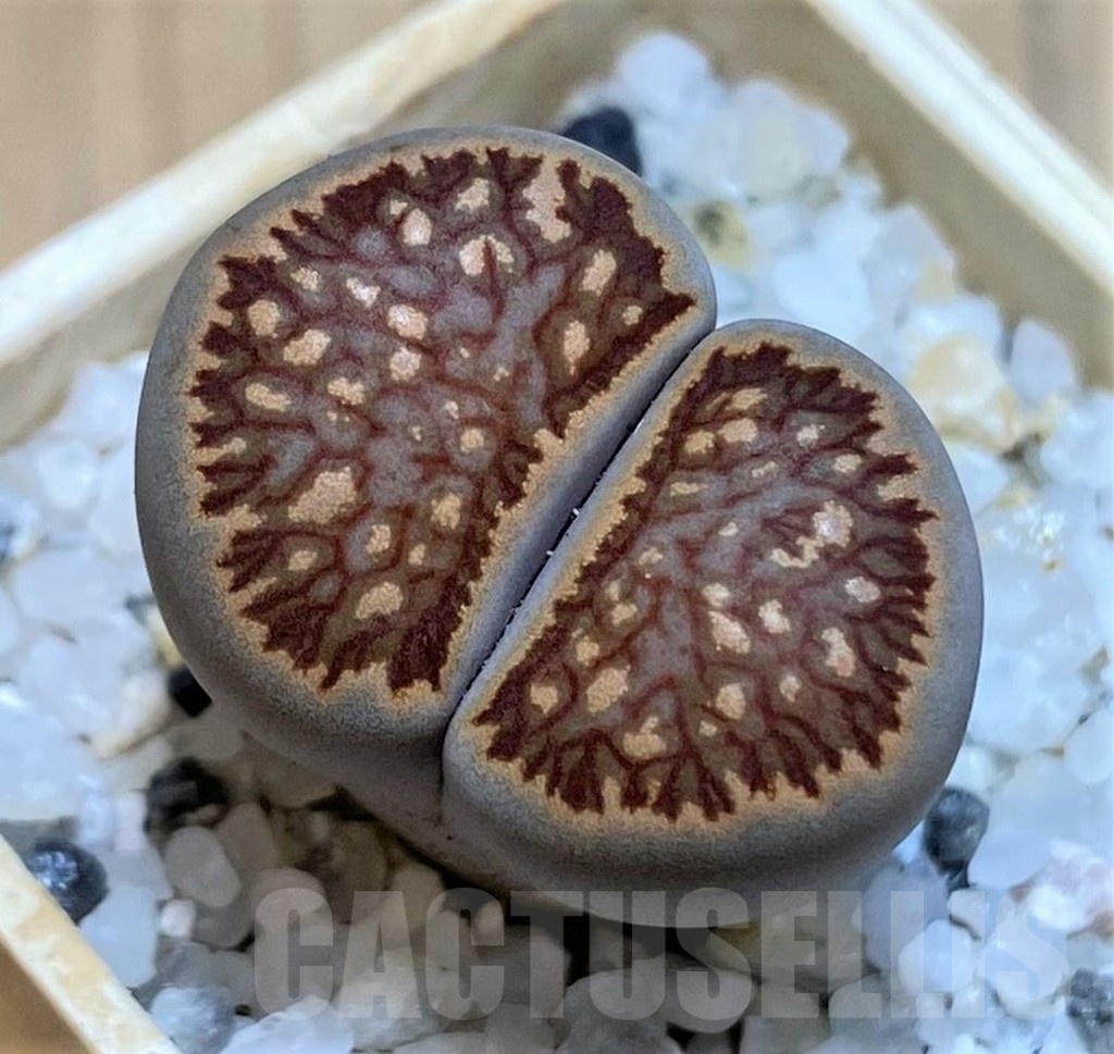 SH22813 Lithops julii ‘Kikushogiyoku’ hybrid