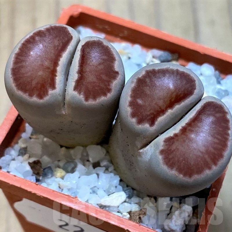 SH22814 Lithops julii ‘Kikushogiyoku’ hybrid