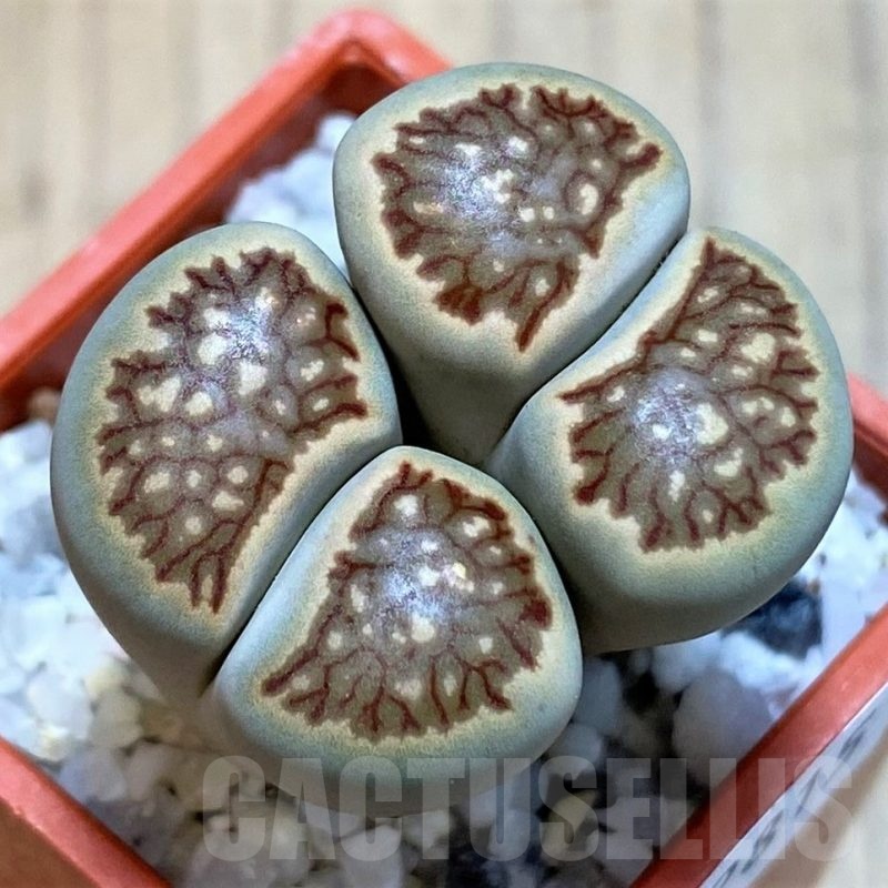 SH22815 Lithops julii ‘Kikushogiyoku’ hybrid