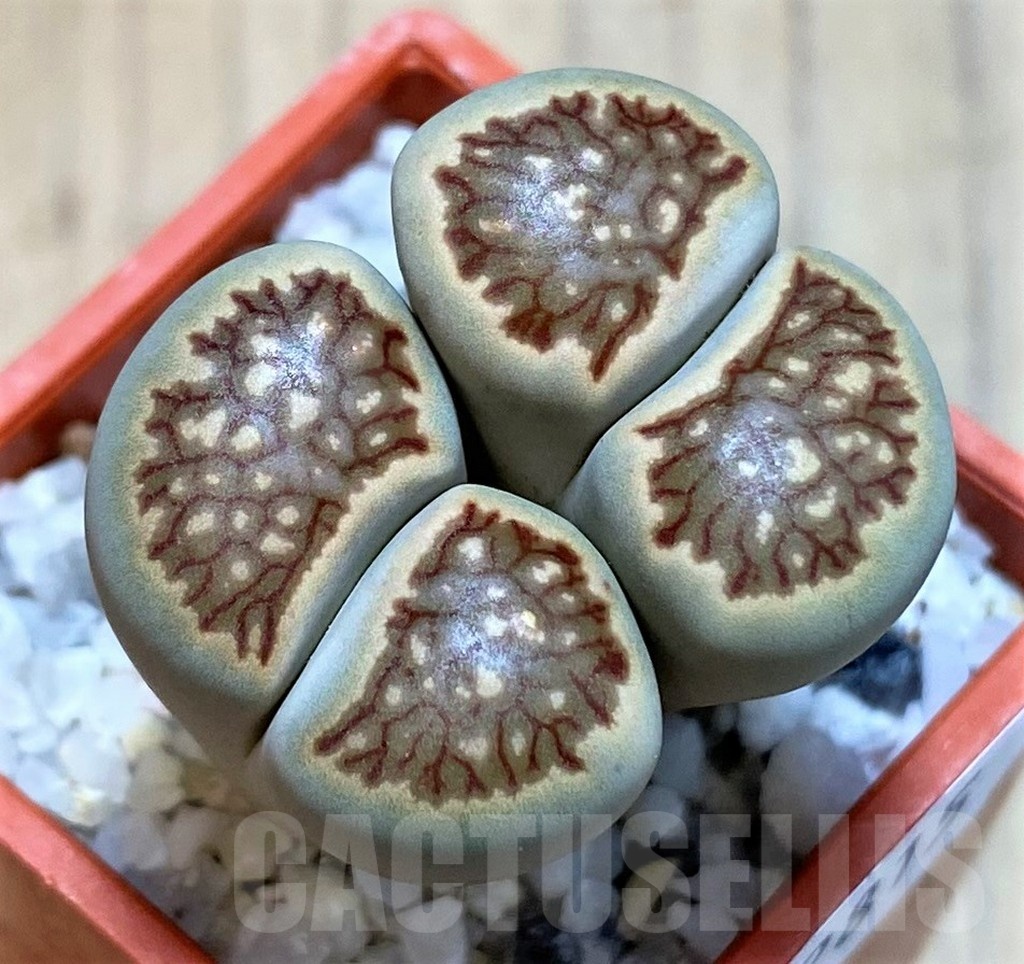 SH22815 Lithops julii ‘Kikushogiyoku’ hybrid