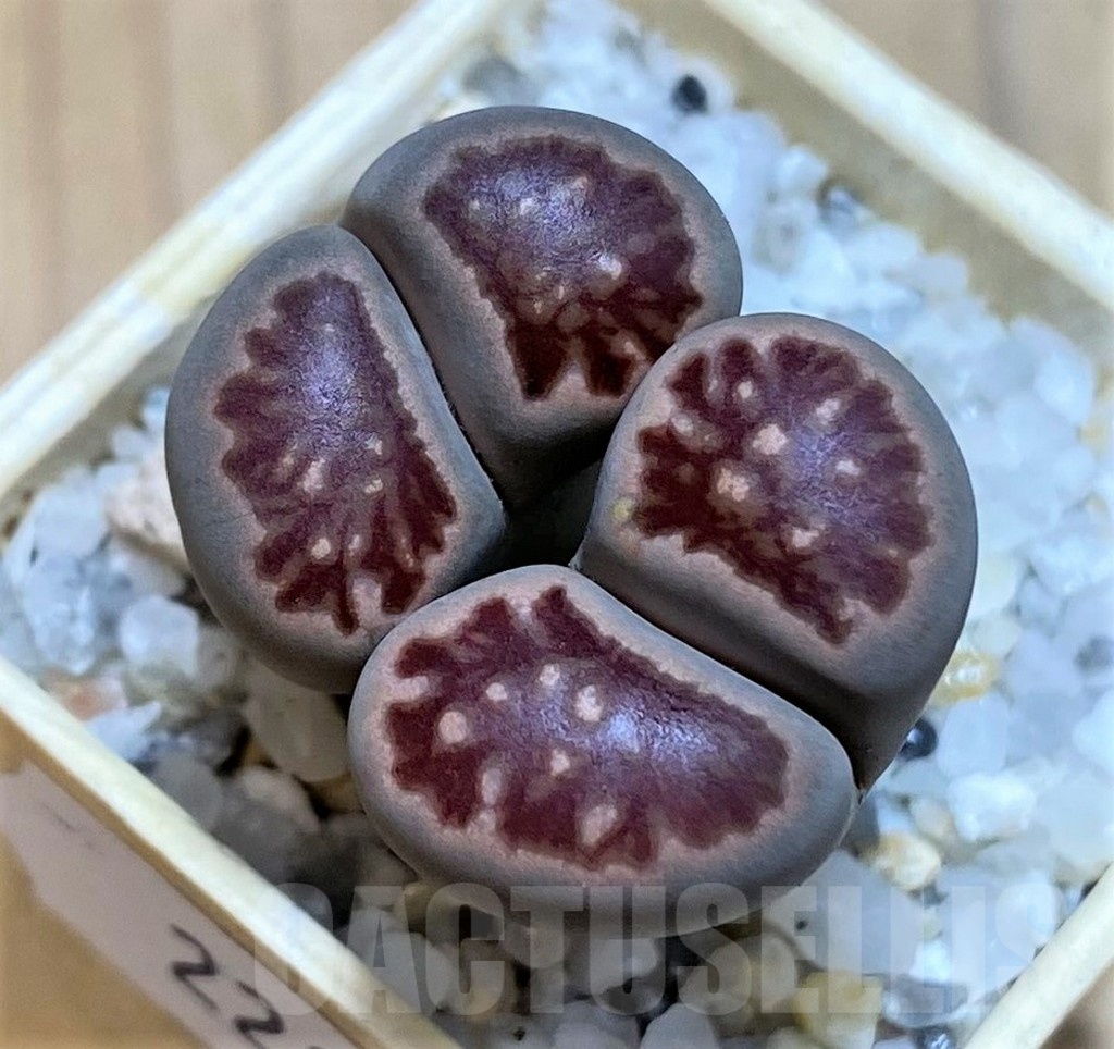 SH22816 Lithops julii ‘Kikushogiyoku’ hybrid