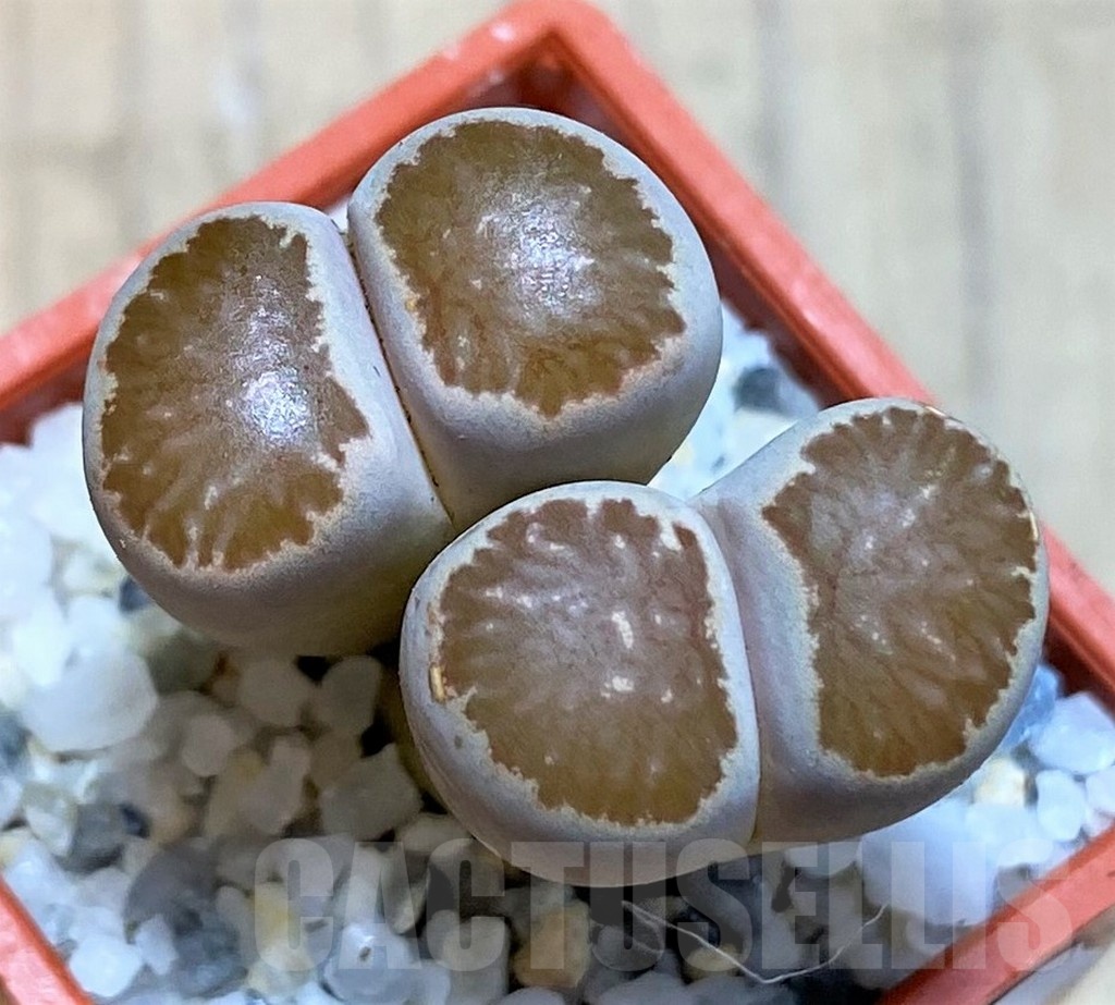 SH22817 Lithops julii ‘Kikushogiyoku’ hybrid