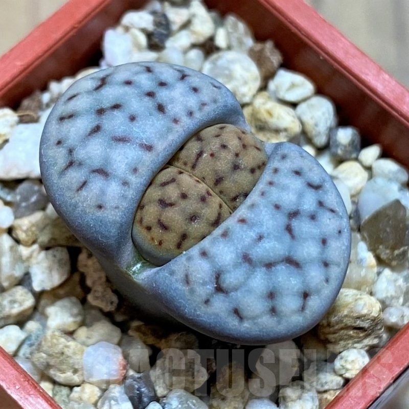 SH22764 Lithops schwantesii v. urikosensis