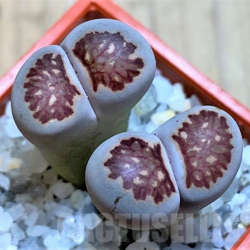 SH22818 Lithops julii ‘Kikushogiyoku’ hybrid