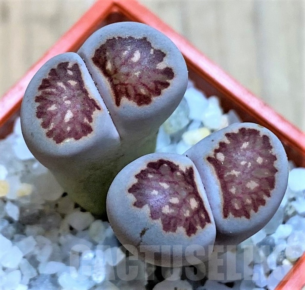 SH22818 Lithops julii ‘Kikushogiyoku’ hybrid