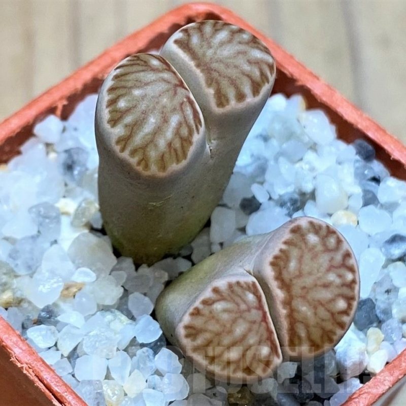 SH22819 Lithops julii ‘Kikushogiyoku’ hybrid