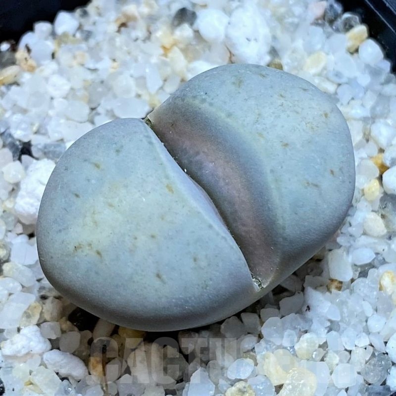 SH22820 Lithops ruschiorum 'Nelii' C316, ex MG1704.2