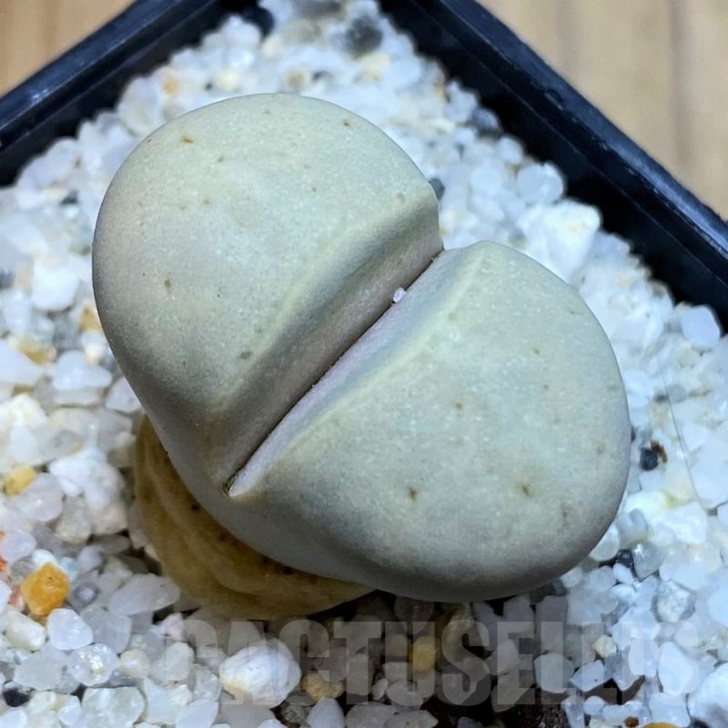 SH22821 Lithops ruschiorum 'Nelii' C316, ex MG1704.2