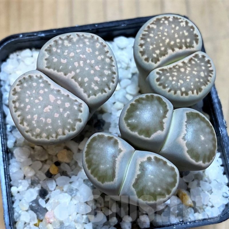 SH22823 Lithops mix
