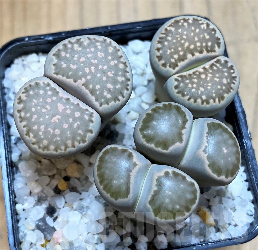 SH22823 Lithops mix